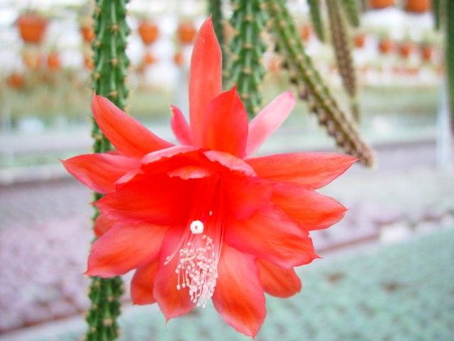quietschpinker kaktus Happy Cactus™ - Reagiert auf Geräusche