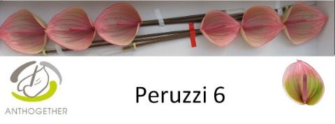 Anth A Peruzzi