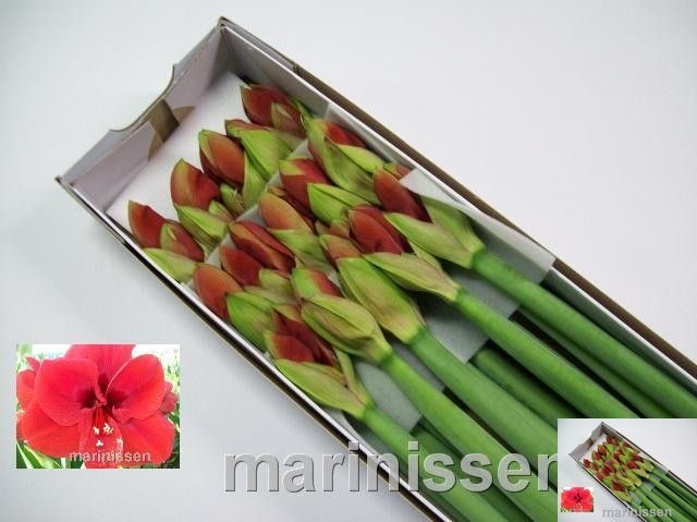 Hippeastrum Ferrari 4bl