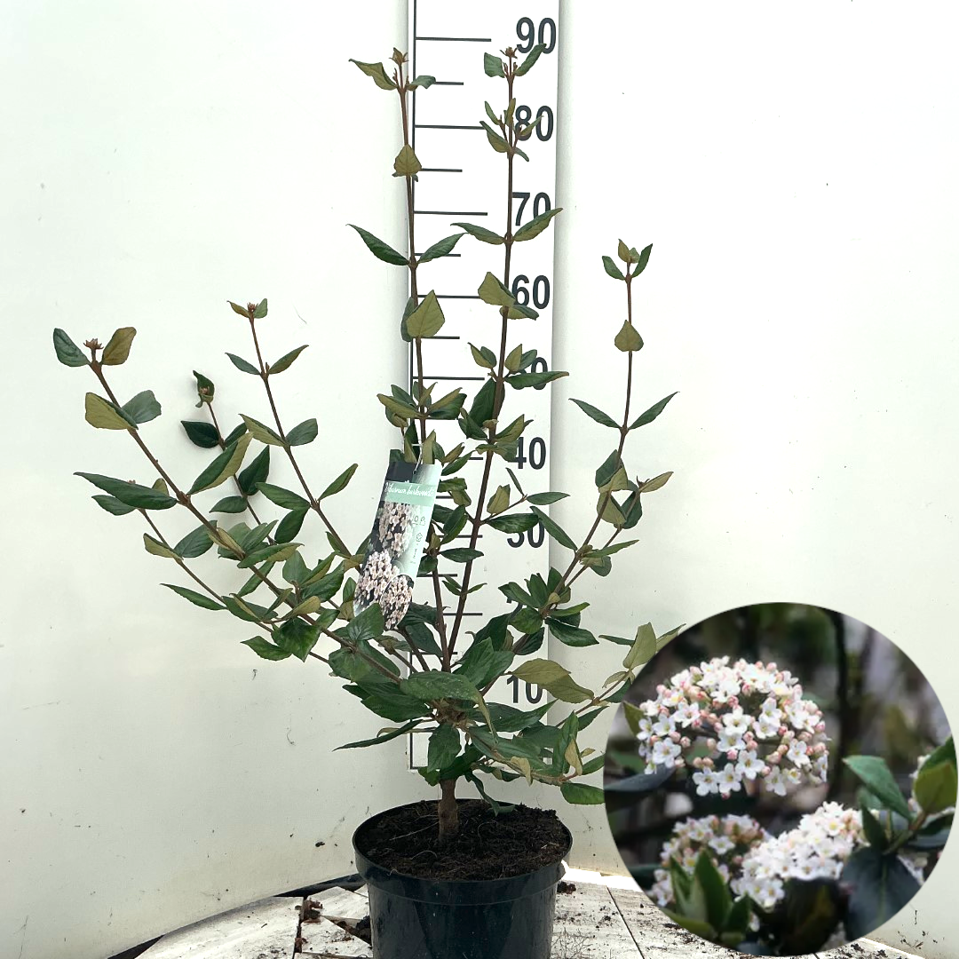 Viburnum burkwoodii