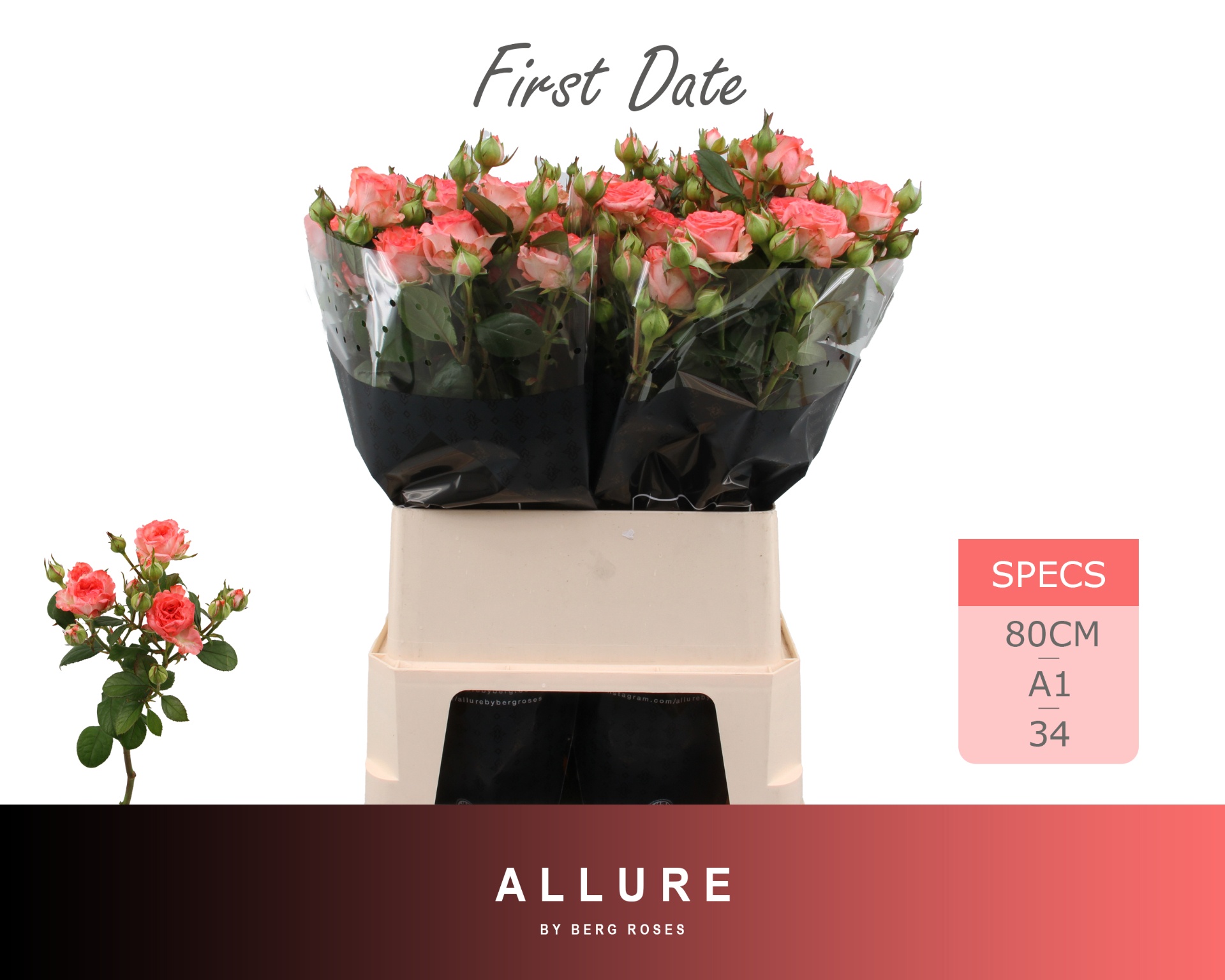 Rosa Spr First Date 80cm