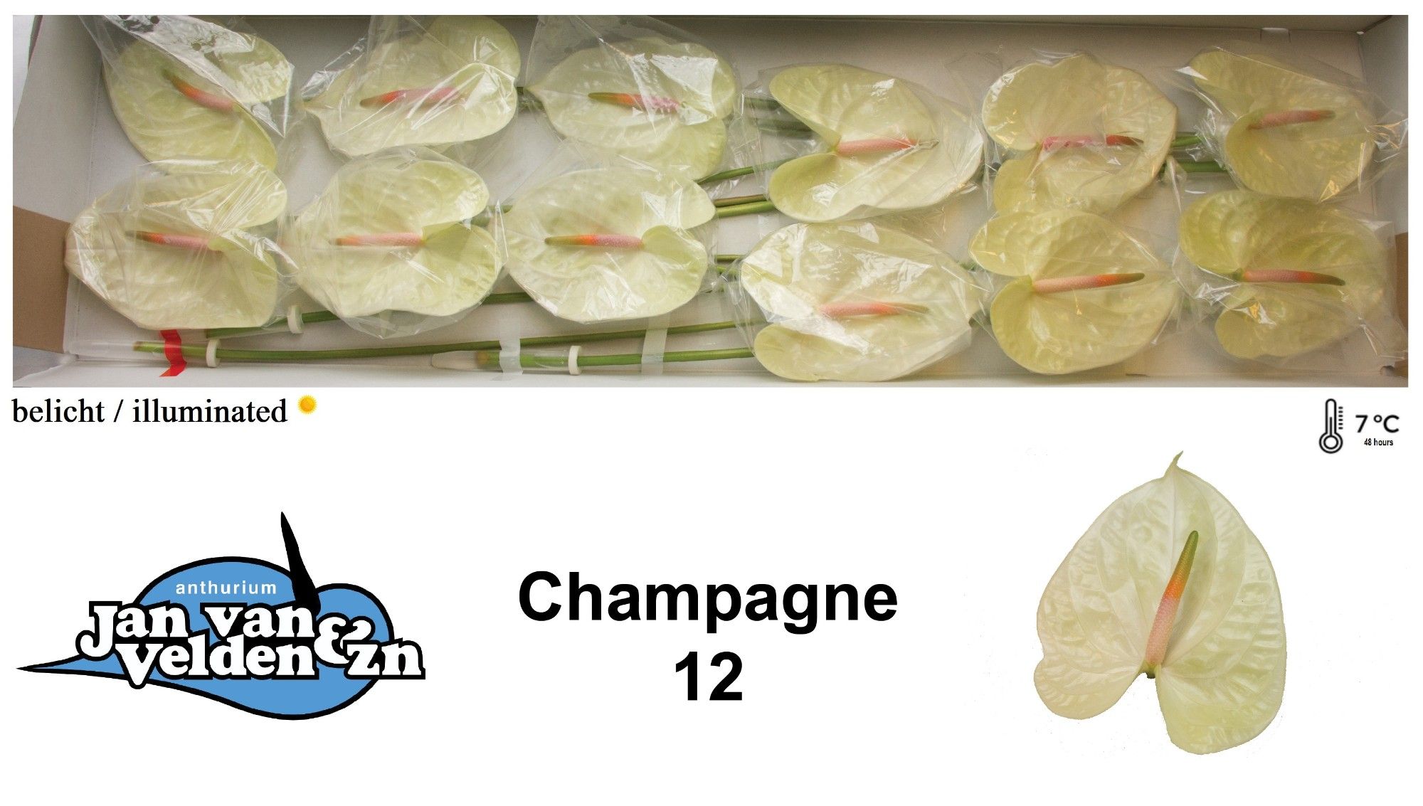 Anth A Champagne