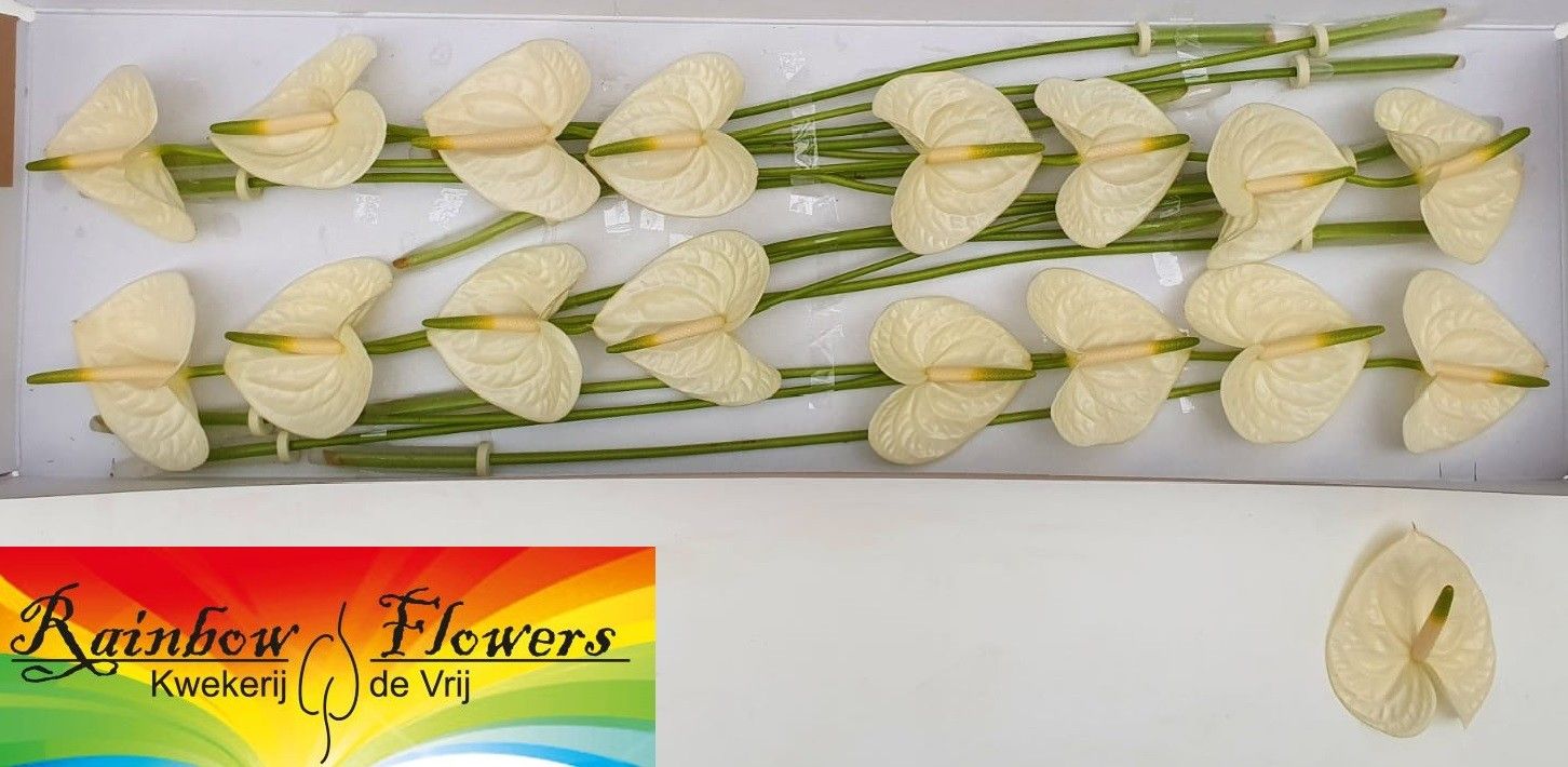 Anthurium Moments 11Ø