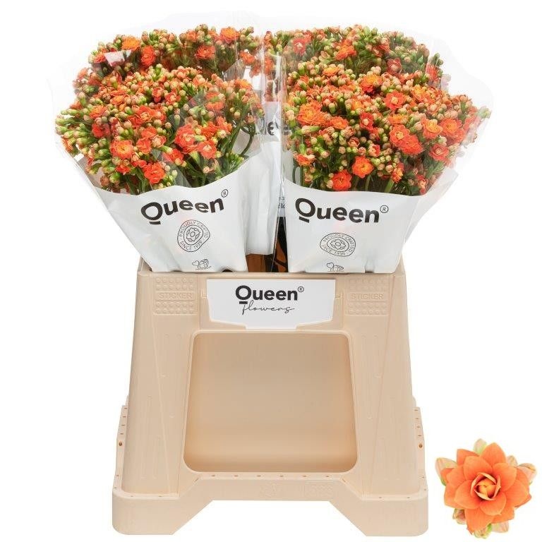 Kal Bri Orang Meadow 40cm