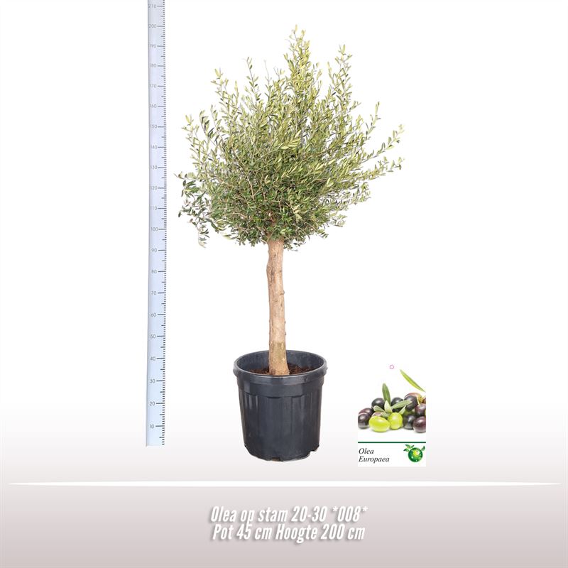 Picture of Olea europaea P45 210cm (LOOSE)