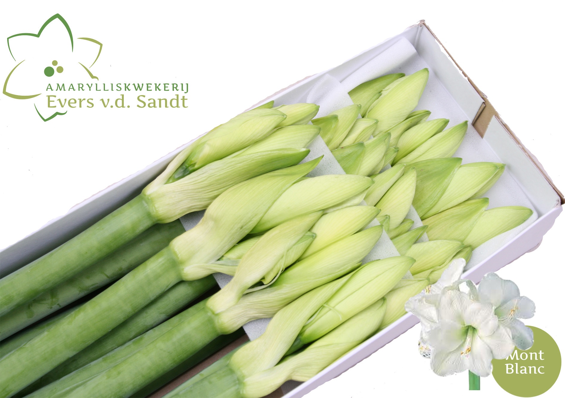 Hippeastrum Mont Blanc 4bl