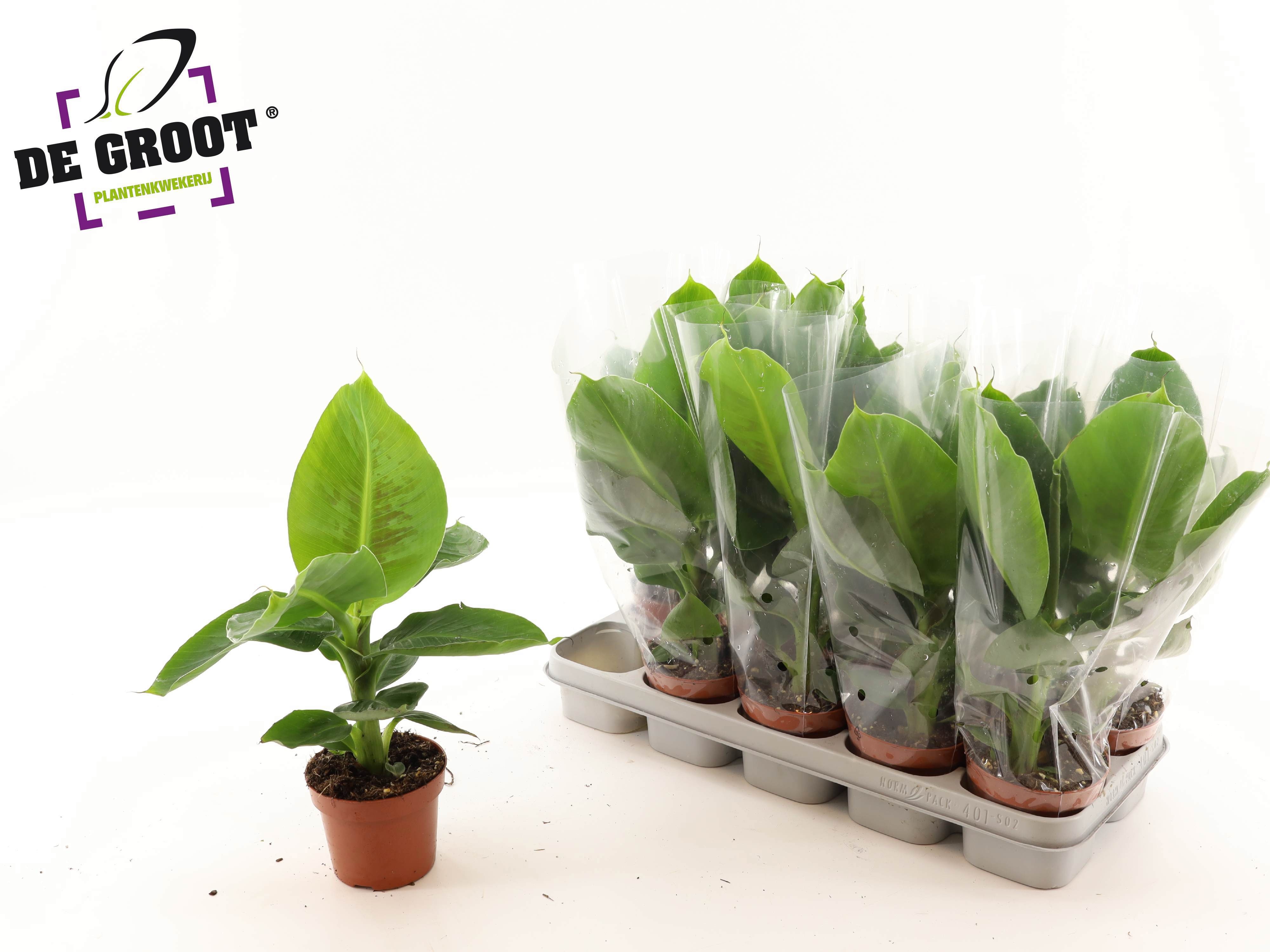Musa Tropicana 12Ø 40cm