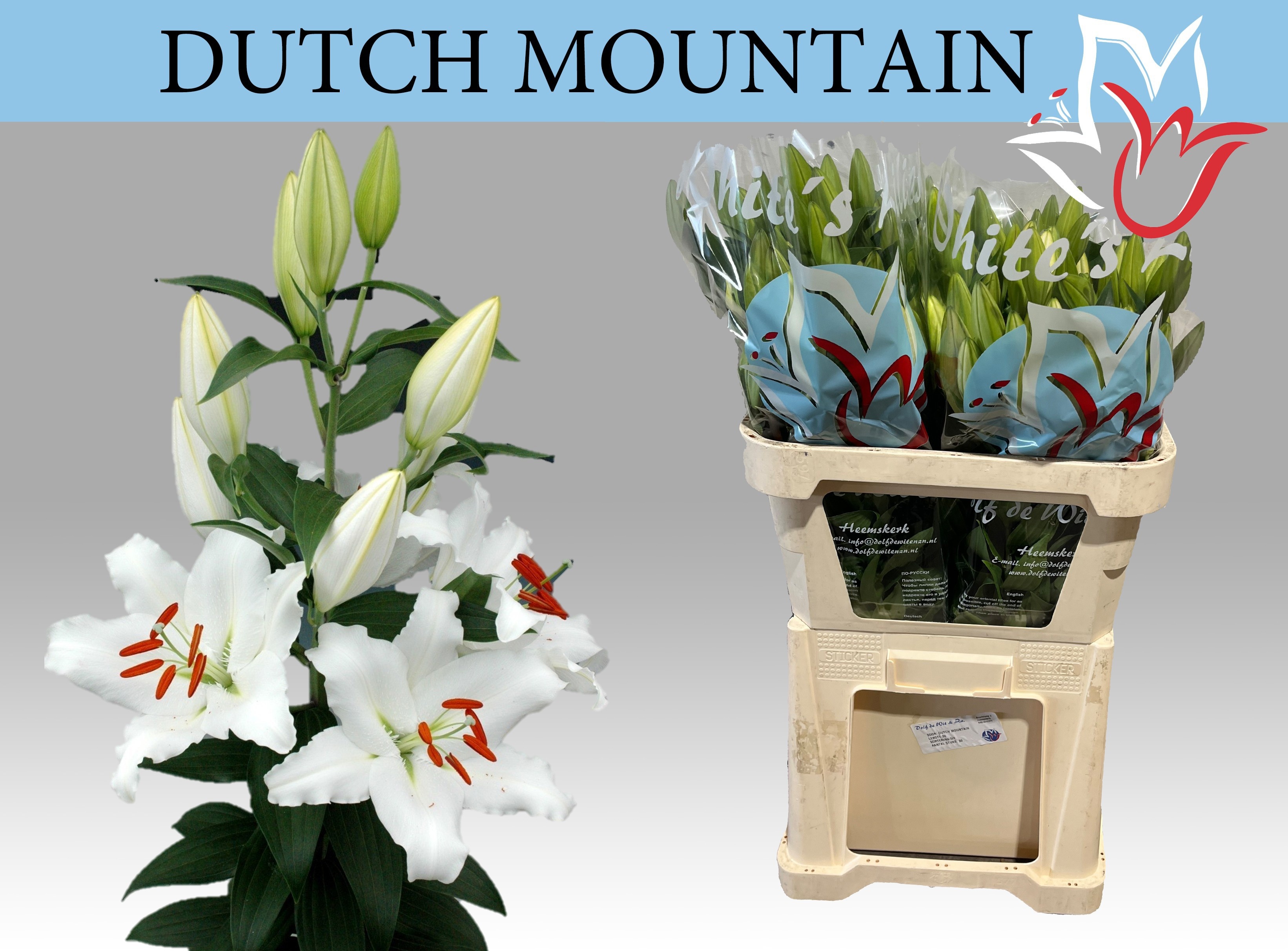 Lilium (Oriental) 'Dutch Mountain' LI OR DUTCH MOUNTAIN | Gardenline