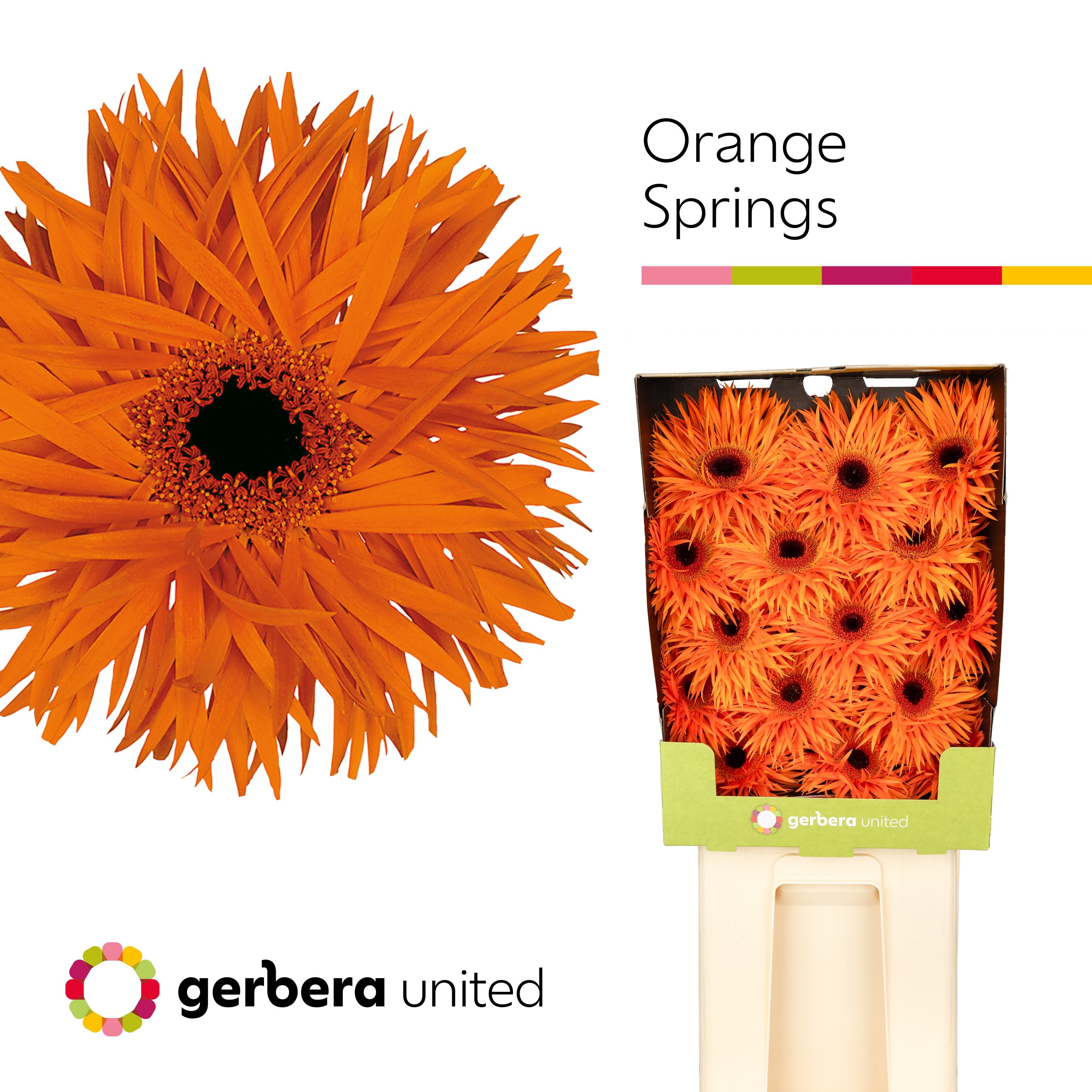 Ge Gr Orange Springs