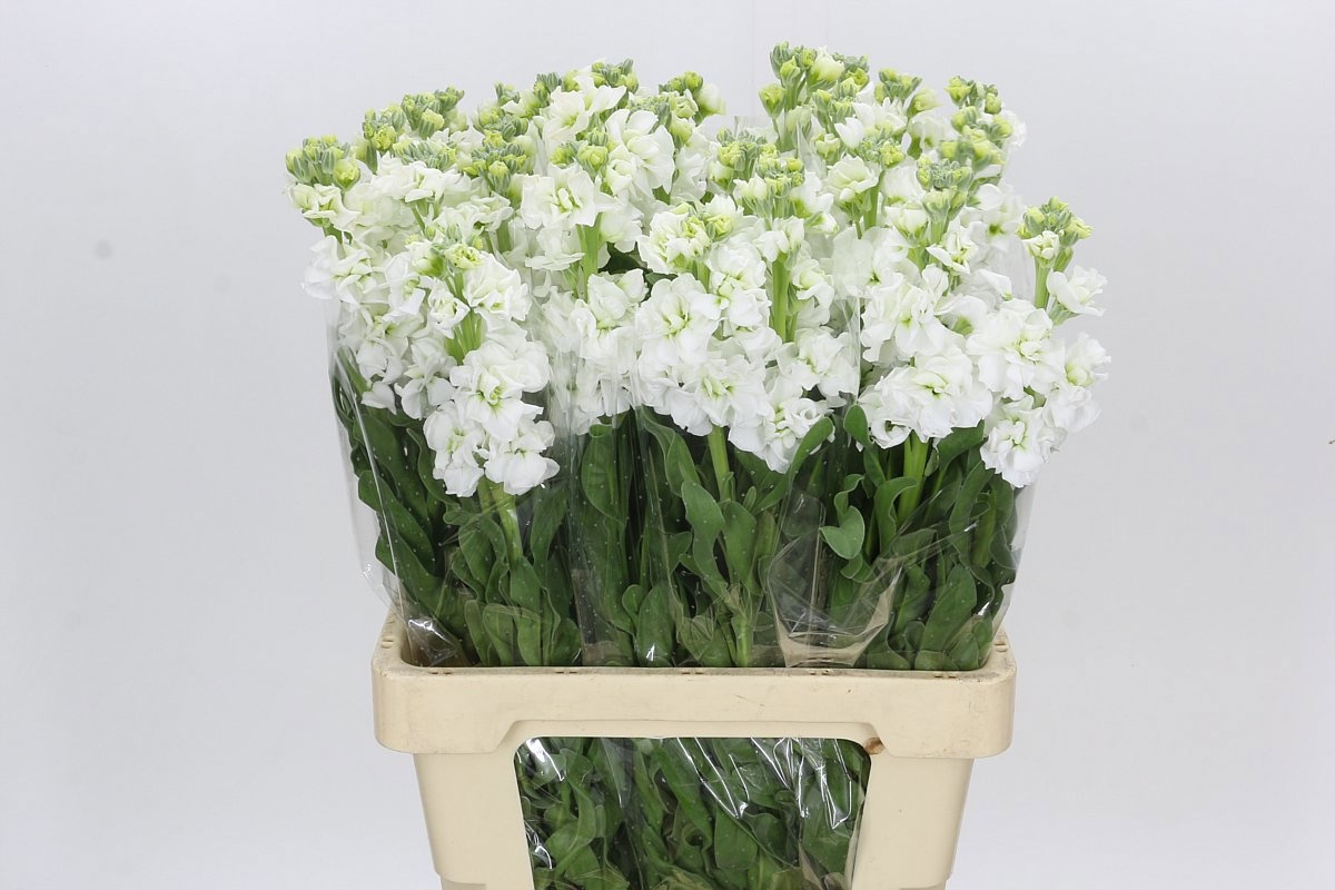 Matthiola Iron White 60cm