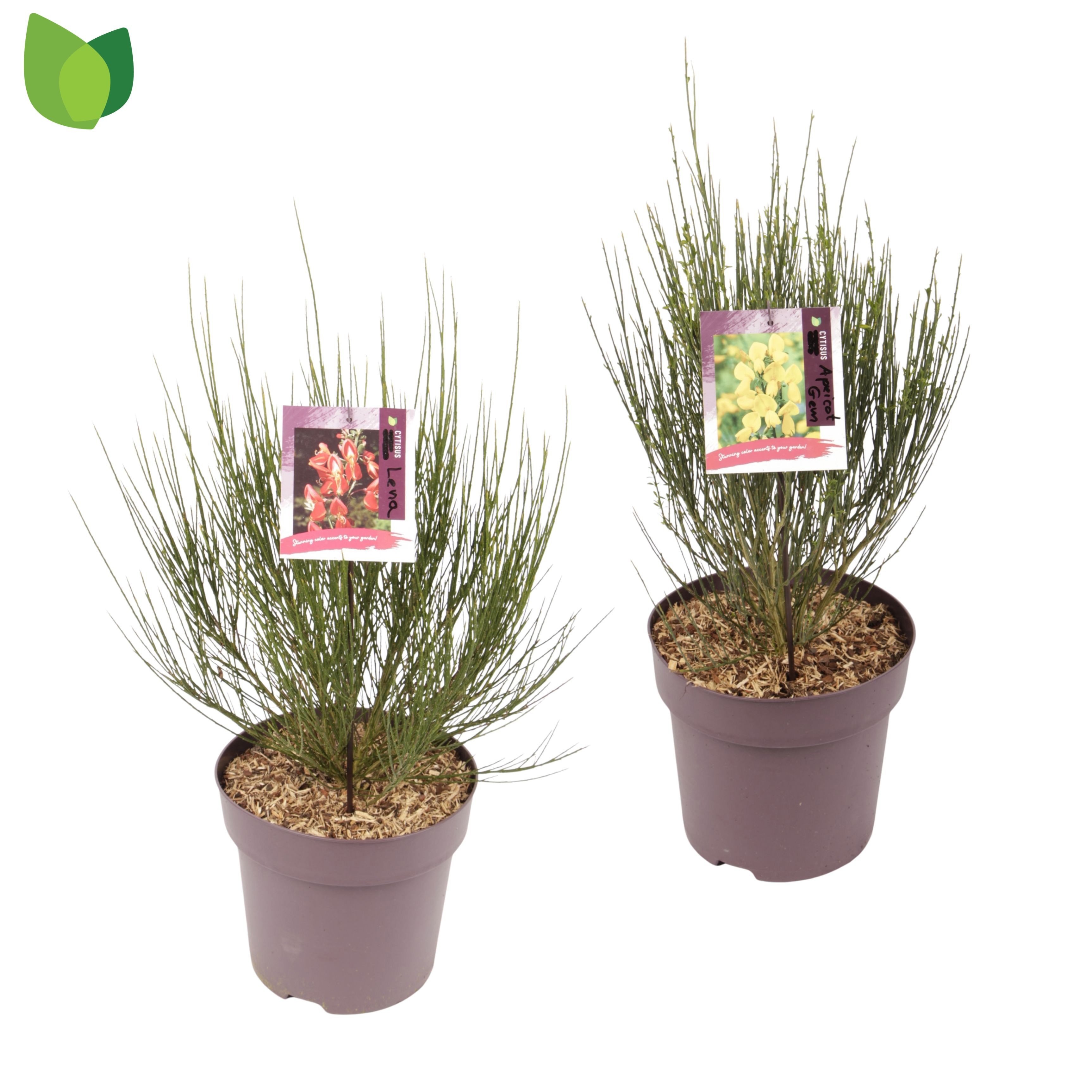 Cytisus Mix
