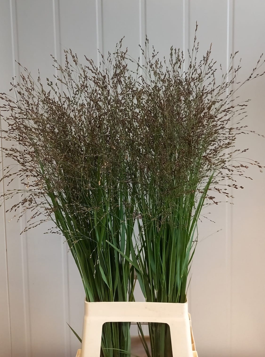 Panicum Heavy Metal 80cm