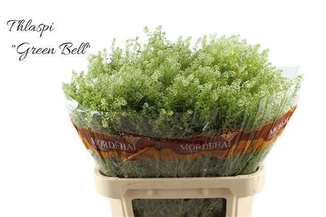 Lepidium Green Bell (THLAPSI) 80cm
