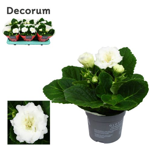 Gloxinia  sonata white p13 Have