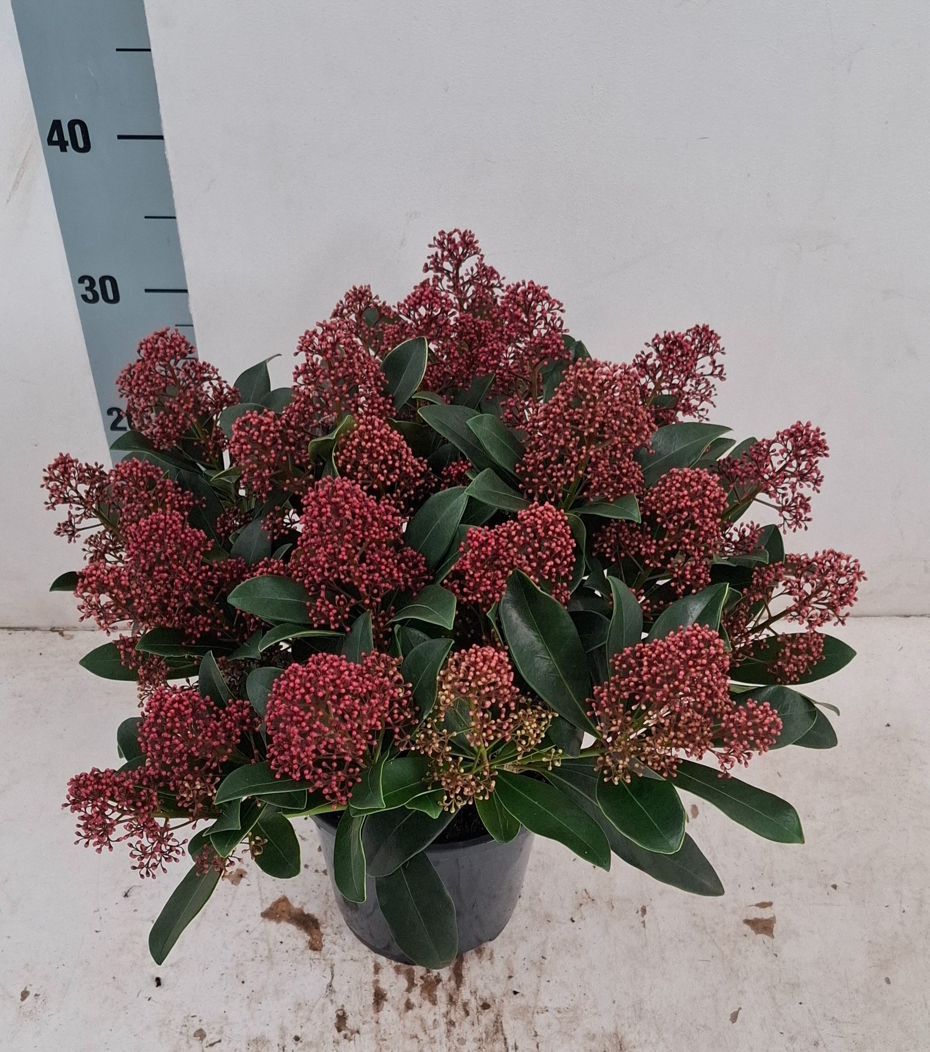 Skimmia jap. 'Rubella' 20+ Flower