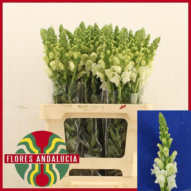 Antirrhinum Poto Early White 60cm