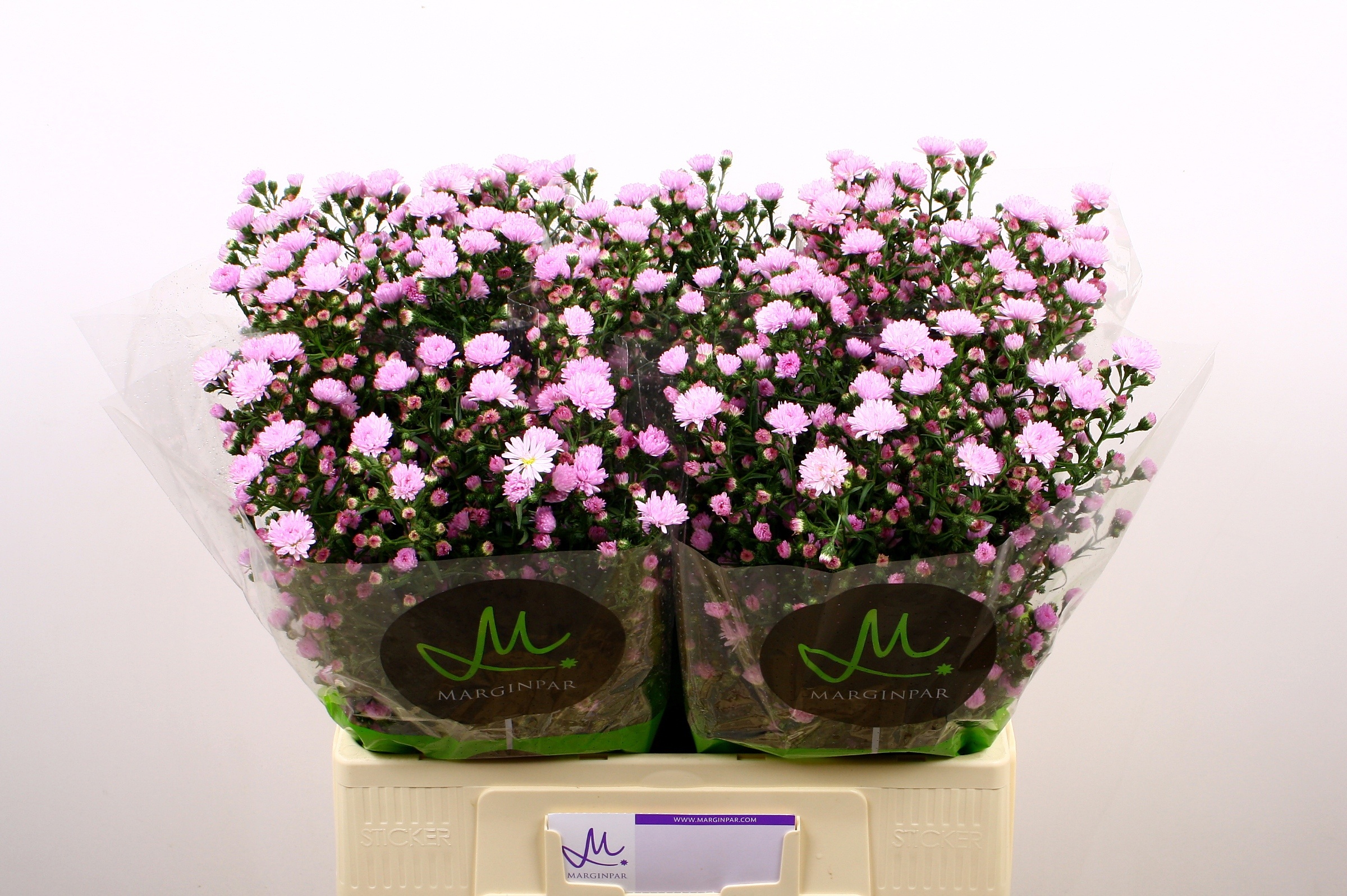 Aster Double Dark Pink 60cm 15gram