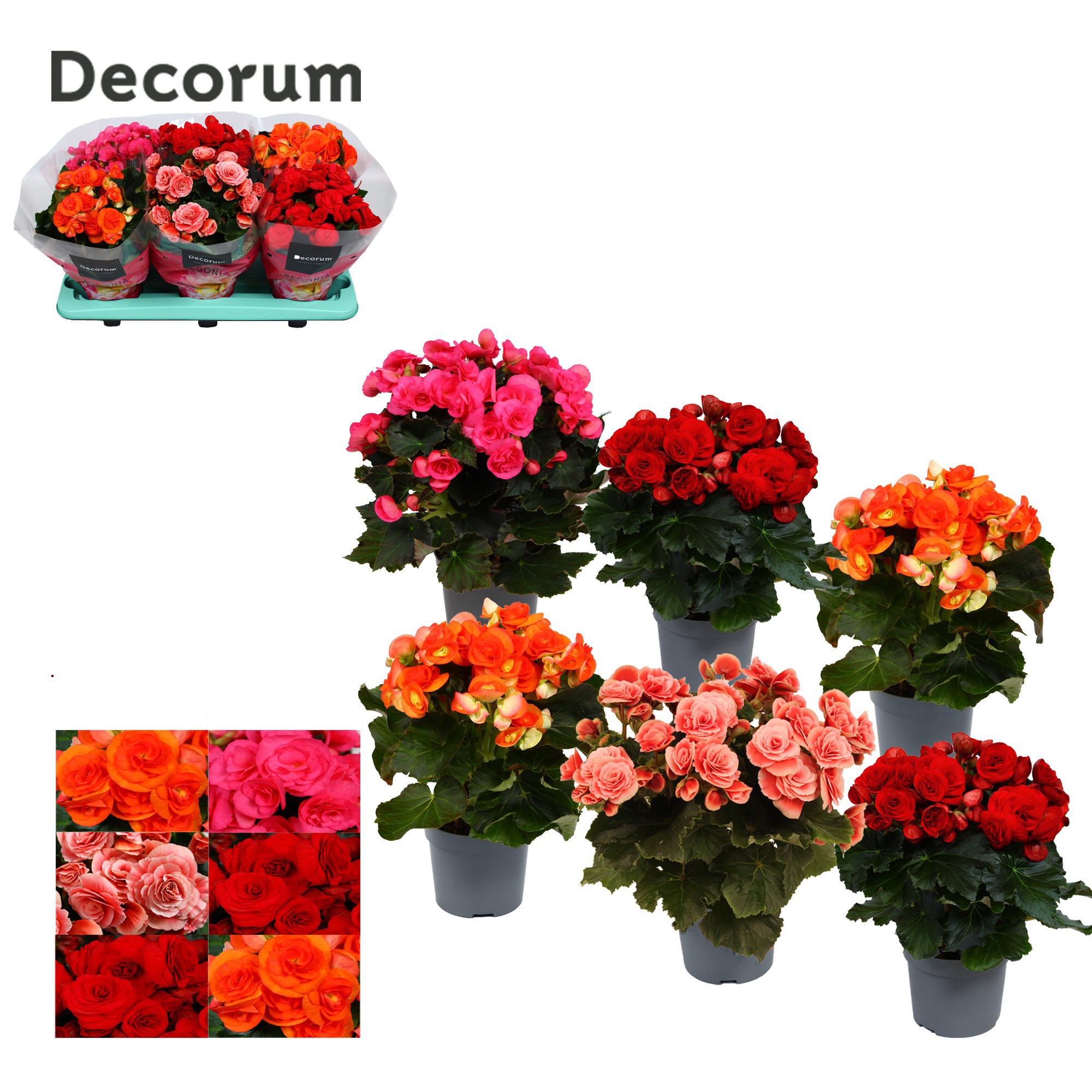 Begonia gemengd zonder geel en wit Decorum