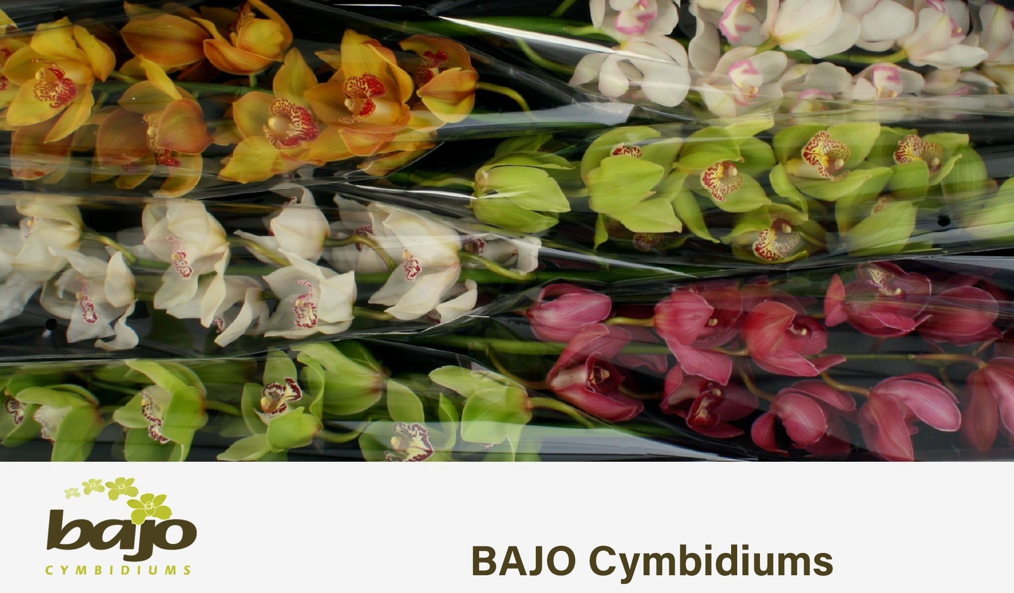 Cymbidium Asst 11bl