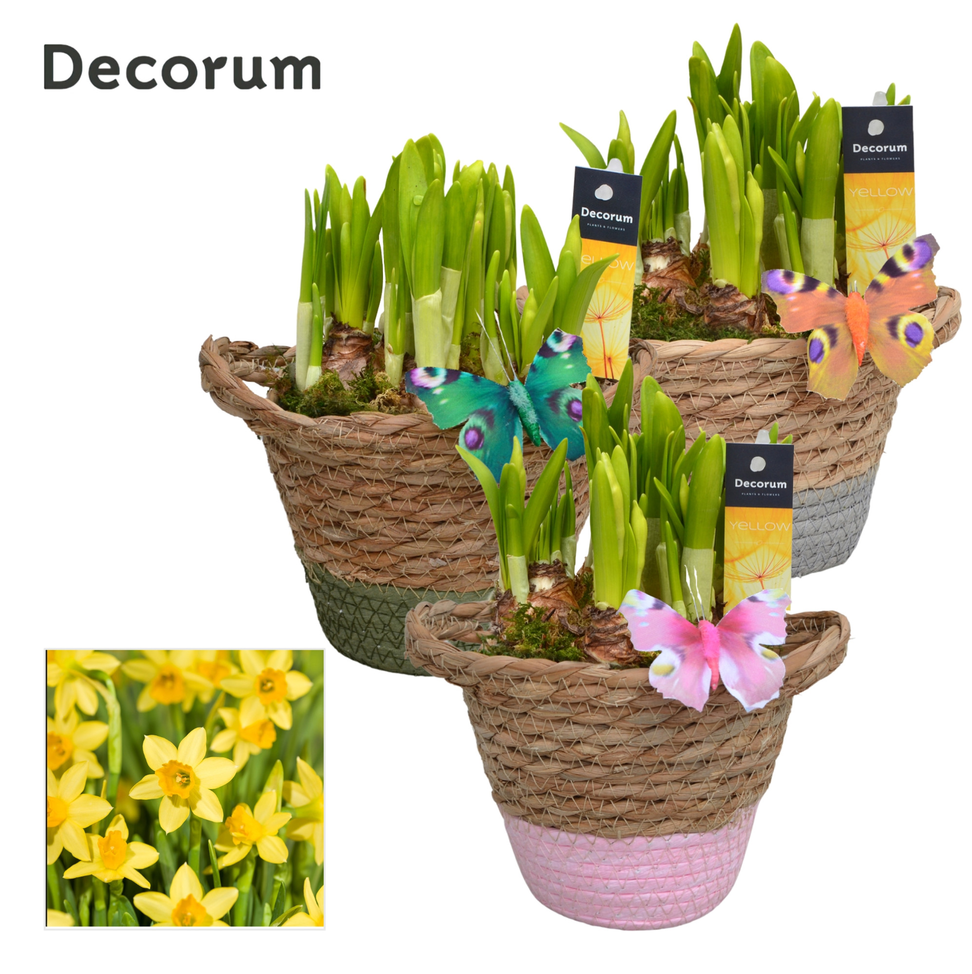 Picture of Narcissus Basket Colour GM HL14867 P13 20CM