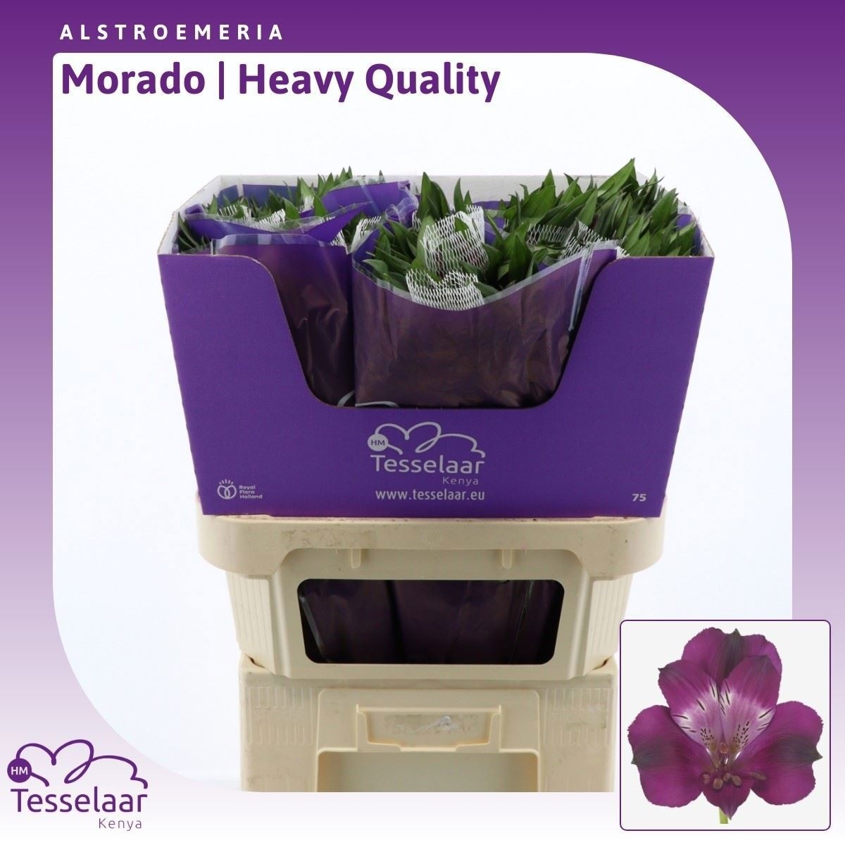 Alstr Morado