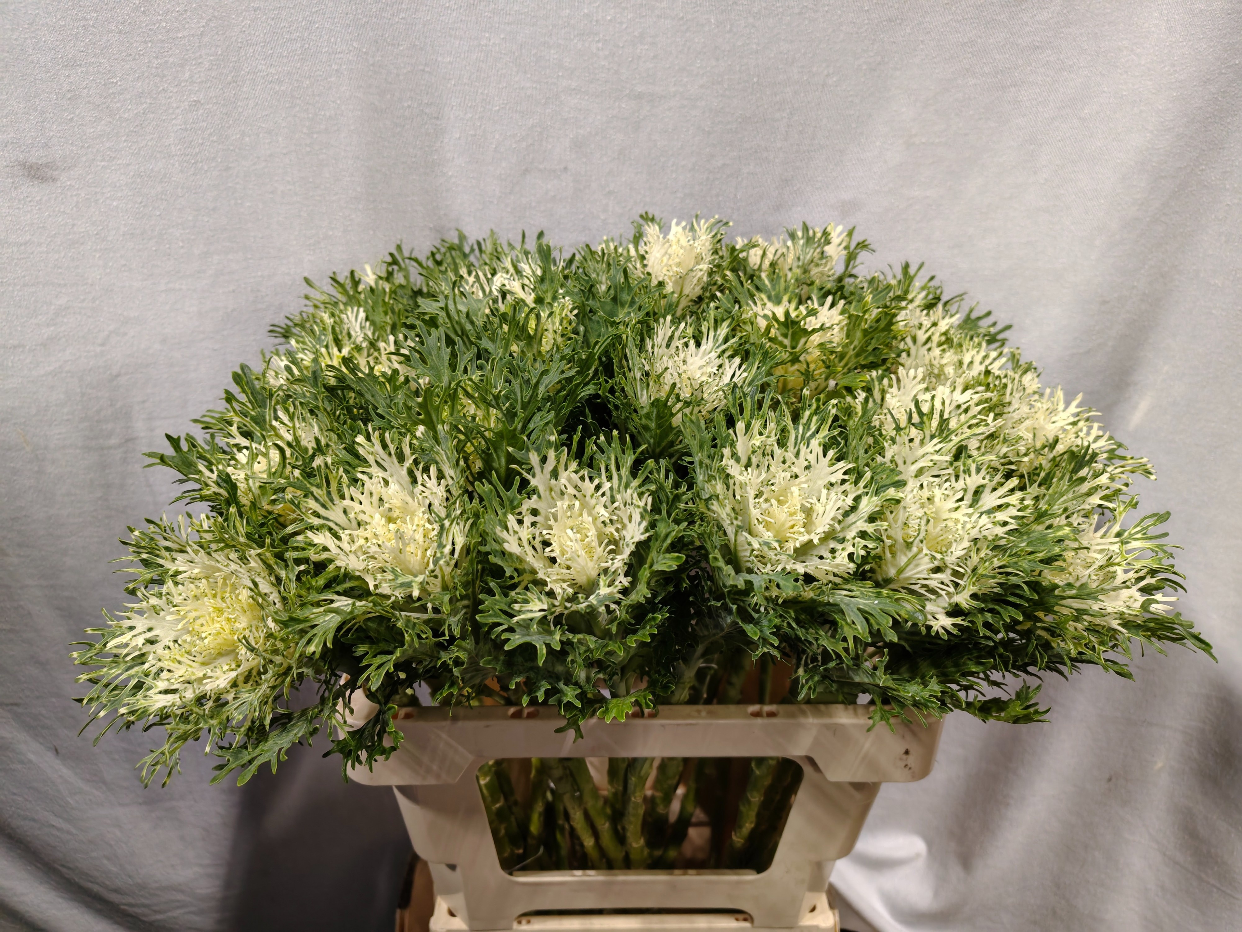 Brassica Crane Fea Snow 60cm
