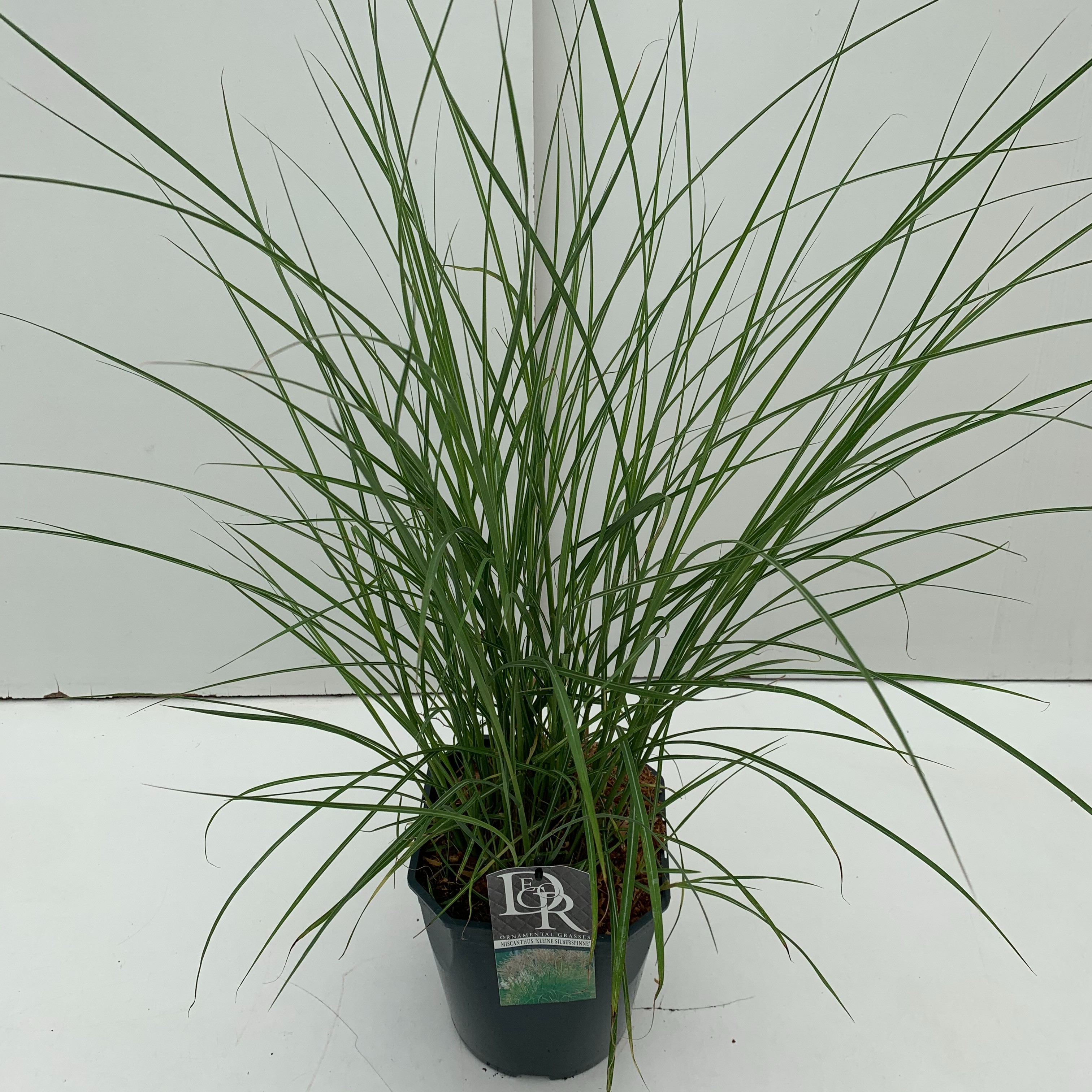 Picture of Miscanthus Kleine Silberspinne P23 (5 Ltr) SQUARE