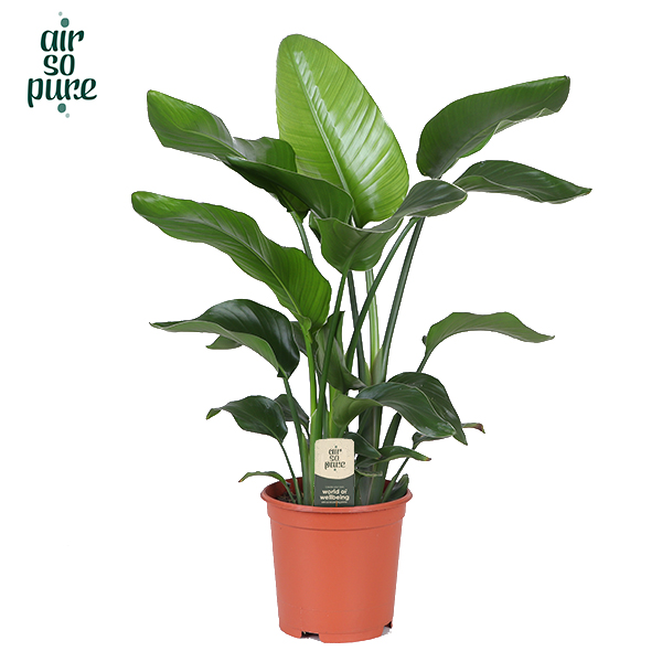 Picture of Strelitzia nicolai 2PP Air So Pure P21 80CM (LOOSE)