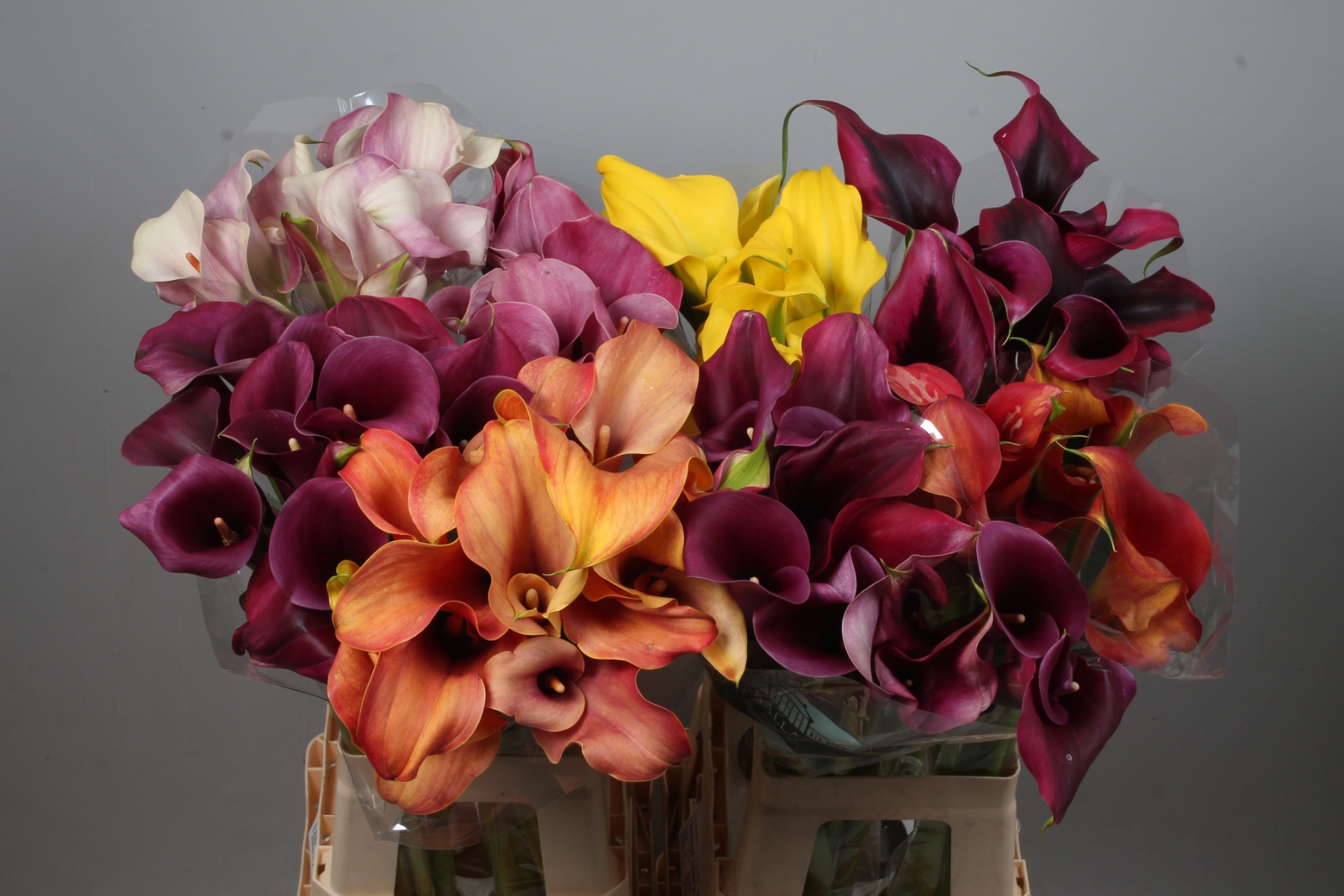 Calla Assorted 70cm