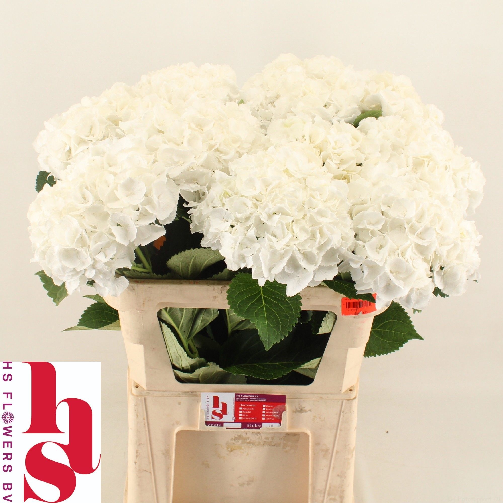 Hydrangea Royal Princess 80cm 21Ø