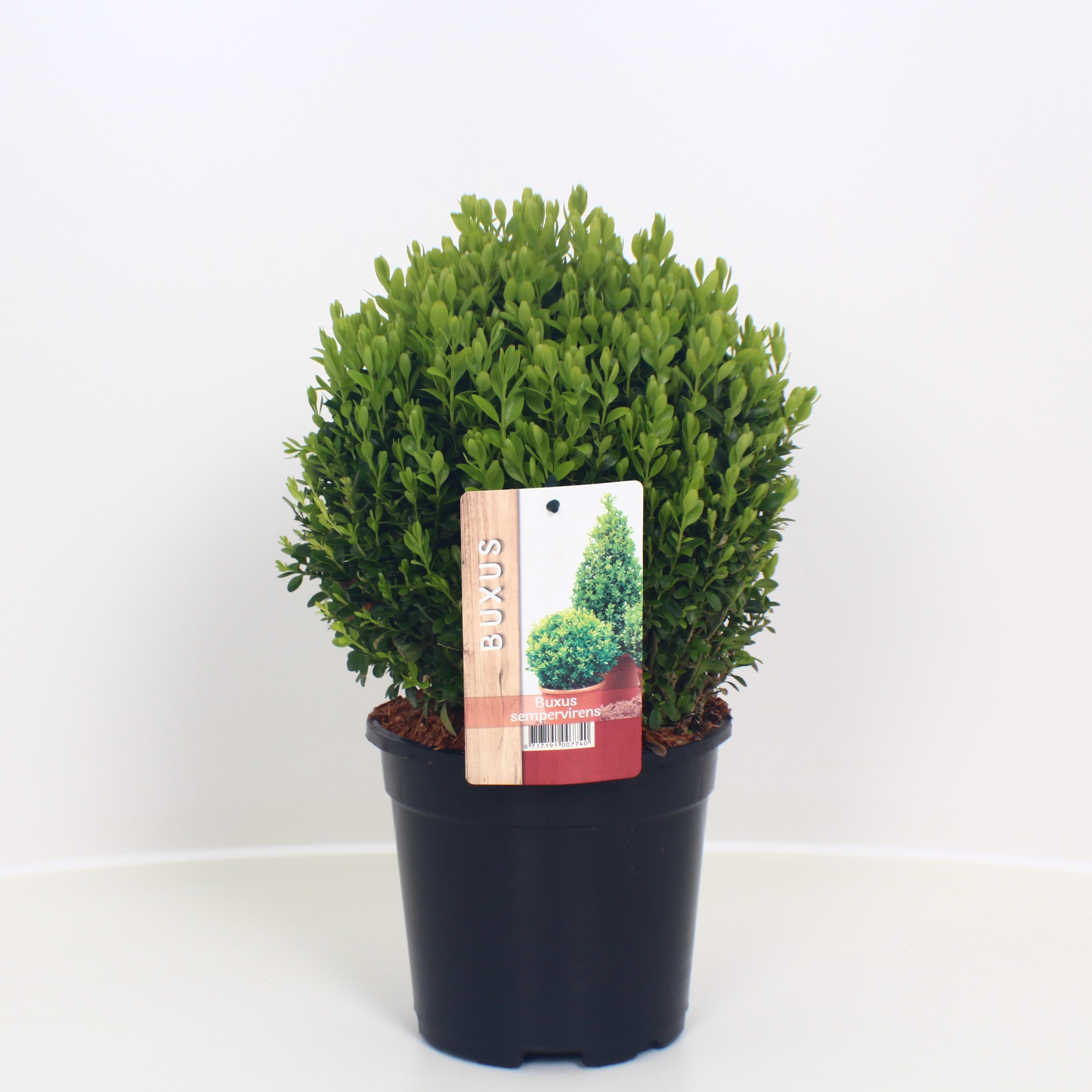 Picture of Buxus sempervirens sphere