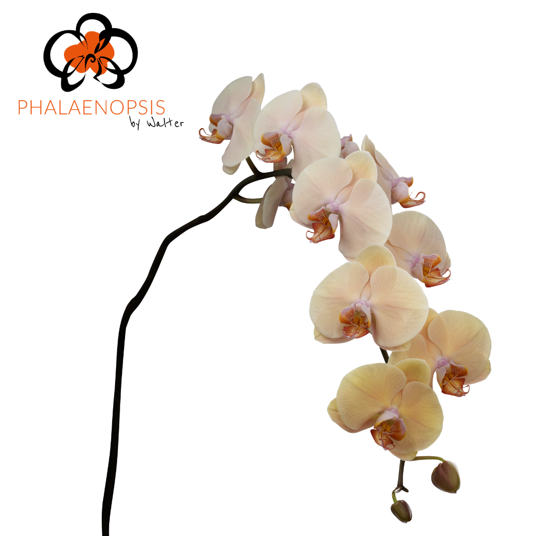 Phal T Royal Peach
