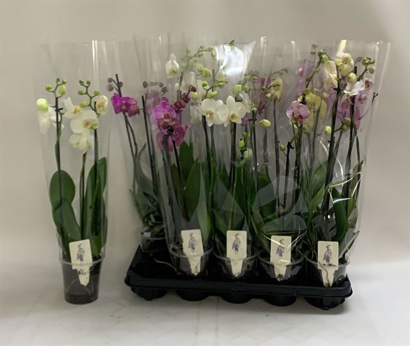 Phalaenopsis Asst 12Ø 60cm