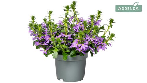 Scaevola Blauw p12 Bergc