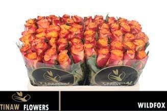 Rosa Wildfox 60cm
