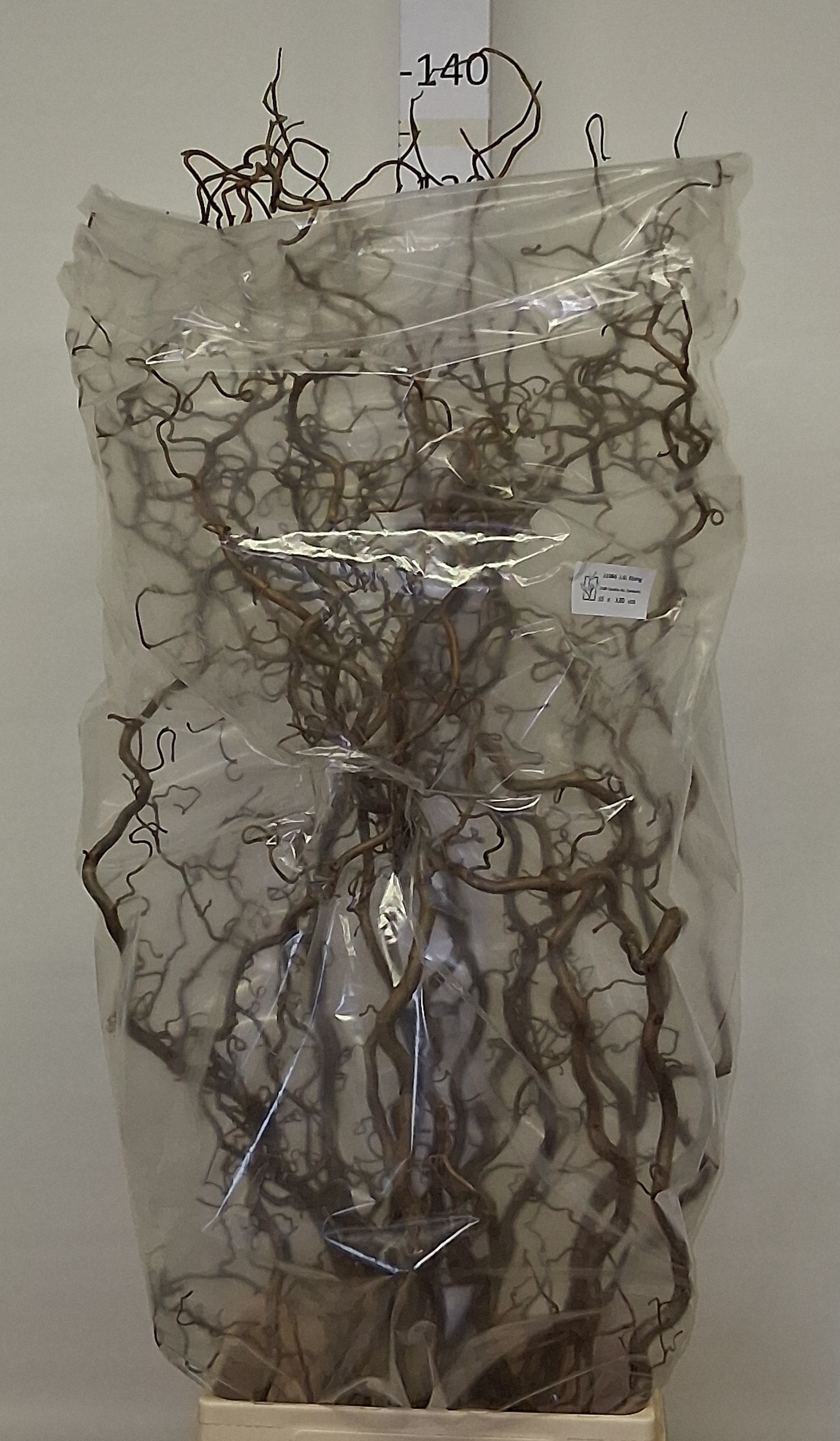 Corylus Avellana Contorta 130cm