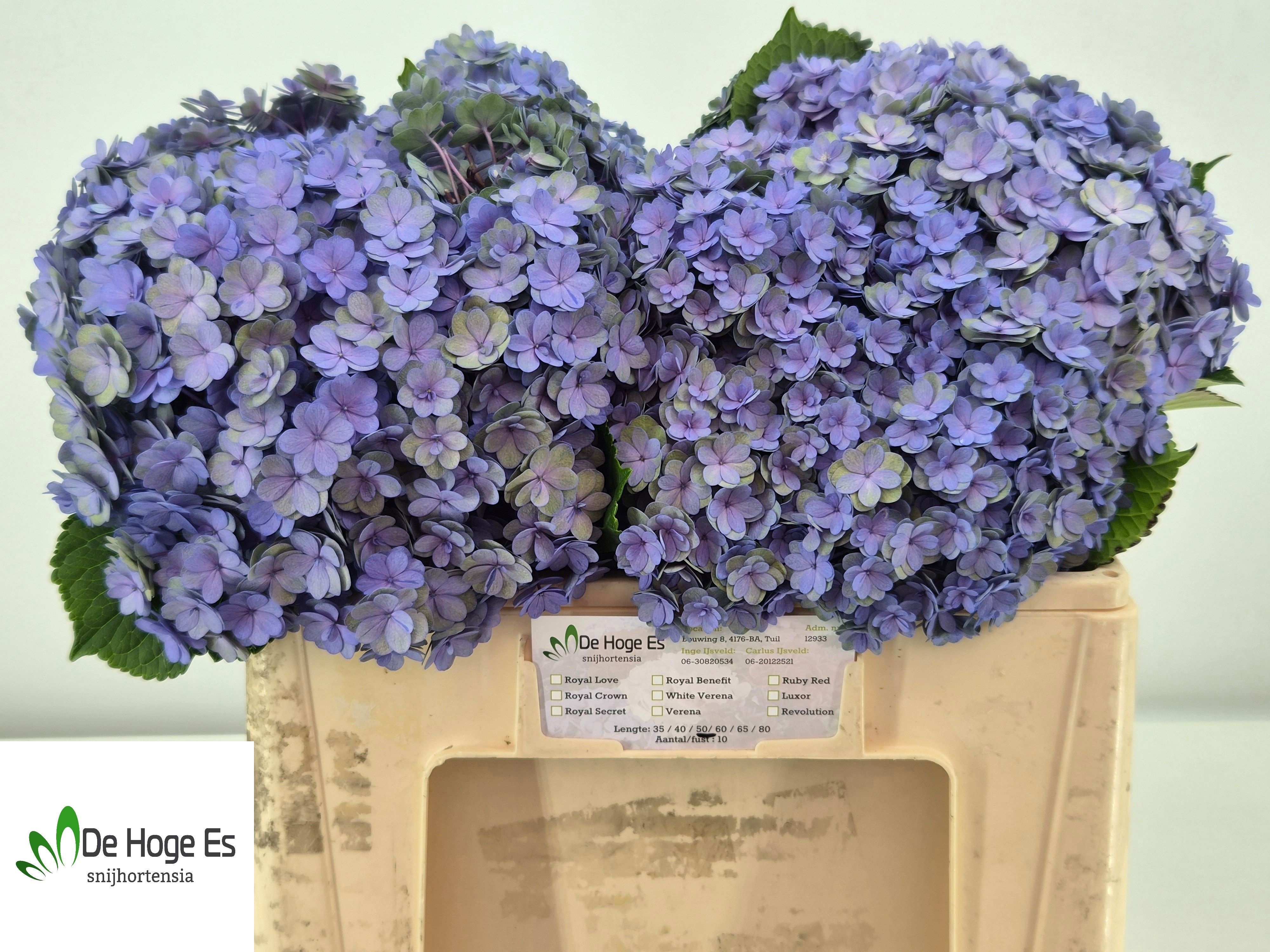 Hydrangea Beau Luxor Classic 50cm 18Ø