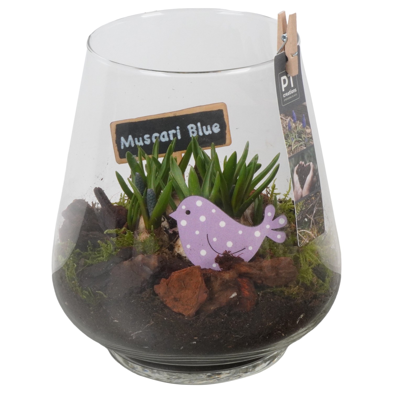 Picture of PTMB1024 Arrangement Muscari in glass vase P18 23cm