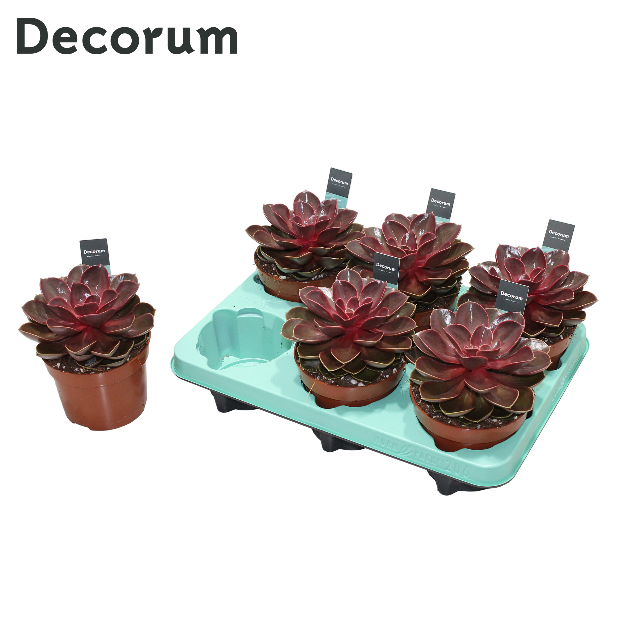 Picture of Echeveria Red Ruby (Decorum) P12 15CM