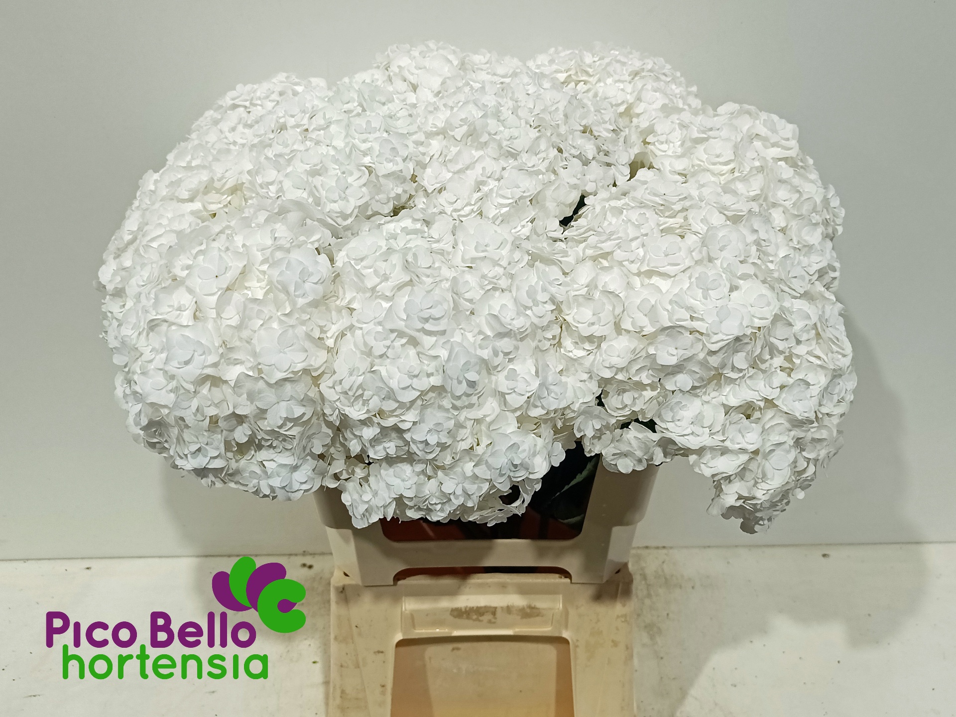 Hydrangea Royal Highness 60cm 18Ø