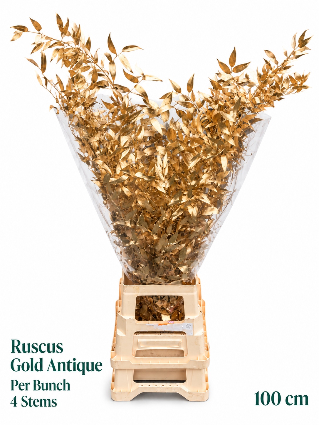 Ruscus Color Treated