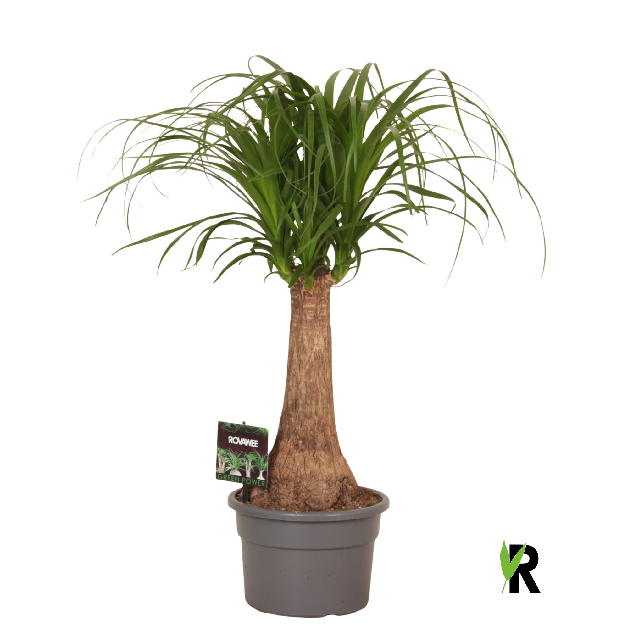 Beaucarnea rec. rechte stam