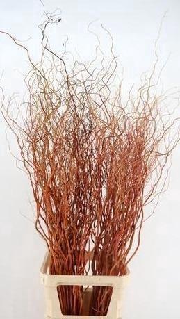 Salix Golden Curls