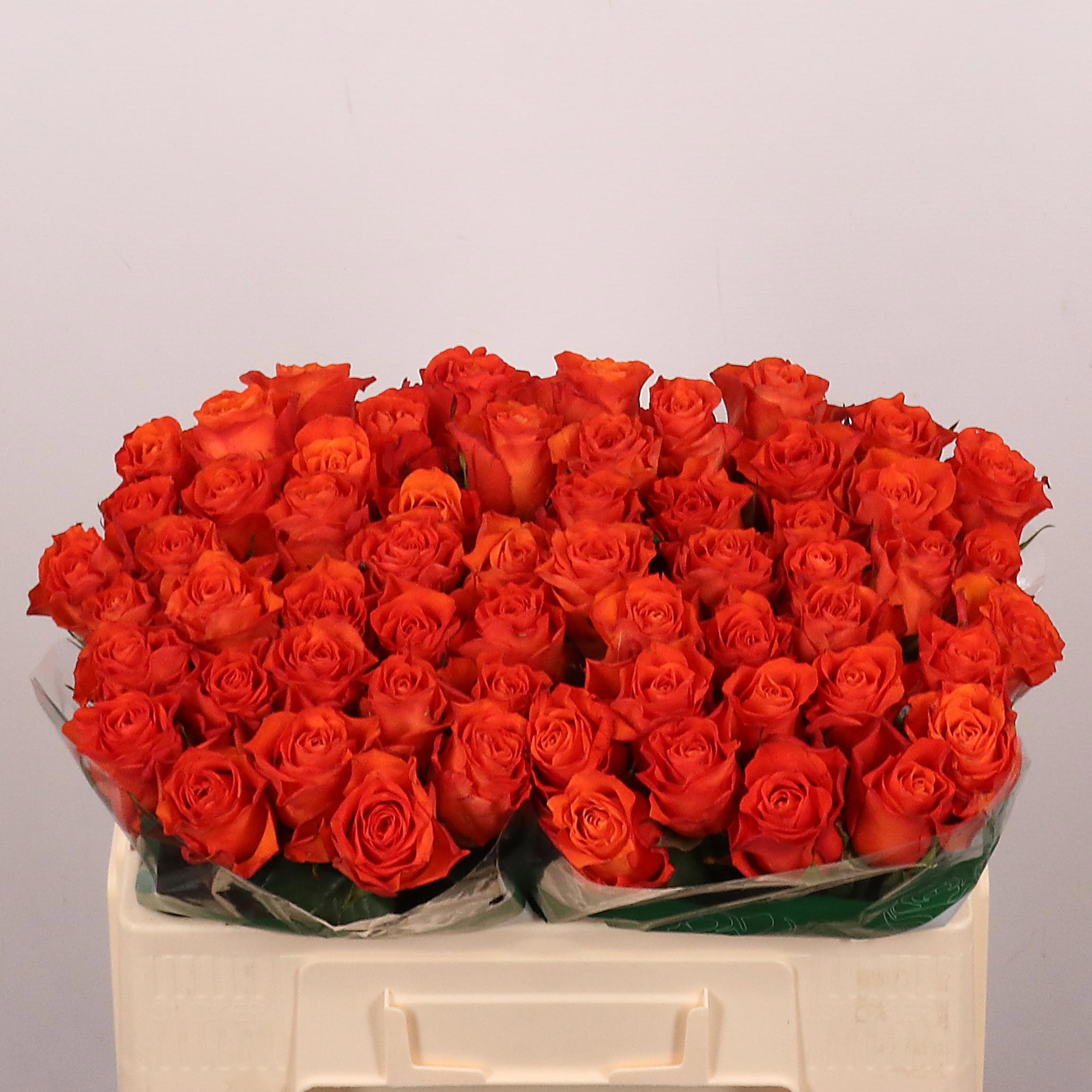 Rosa Orange Wave 50cm