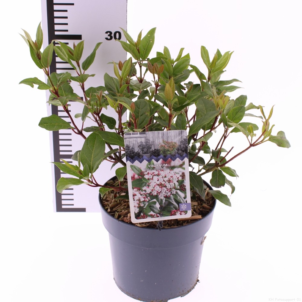 Picture of Viburnum tinus 'Gwenllian'