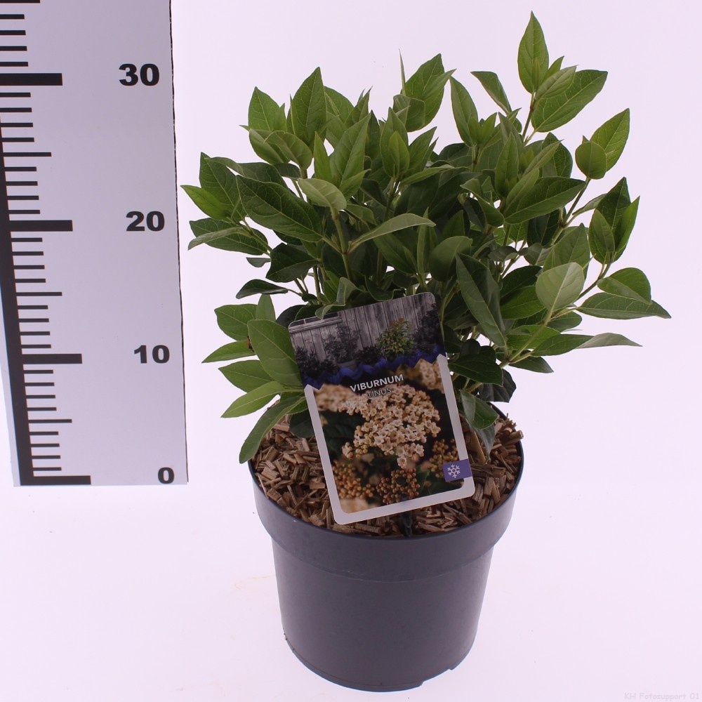 Picture of Viburnum tinus