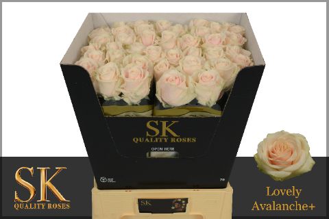 Rosa Lovely Avalanc+ 70cm
