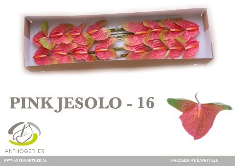 Anth A Pink Jesolo