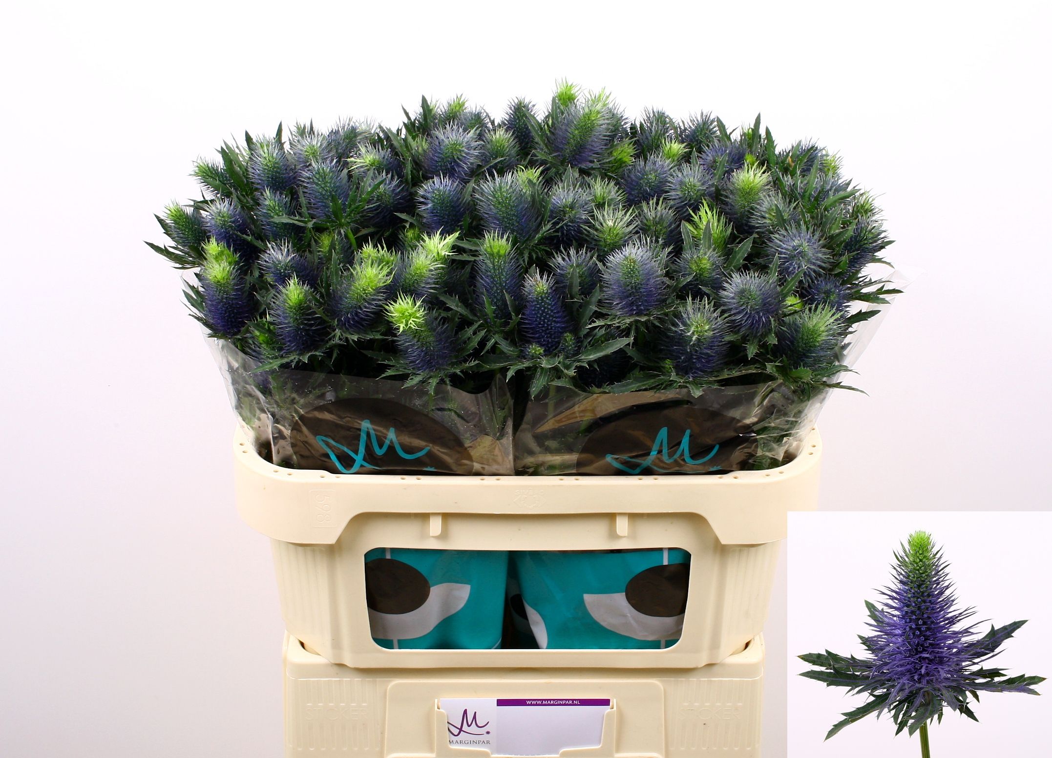 Eryngium Supernova 70cm