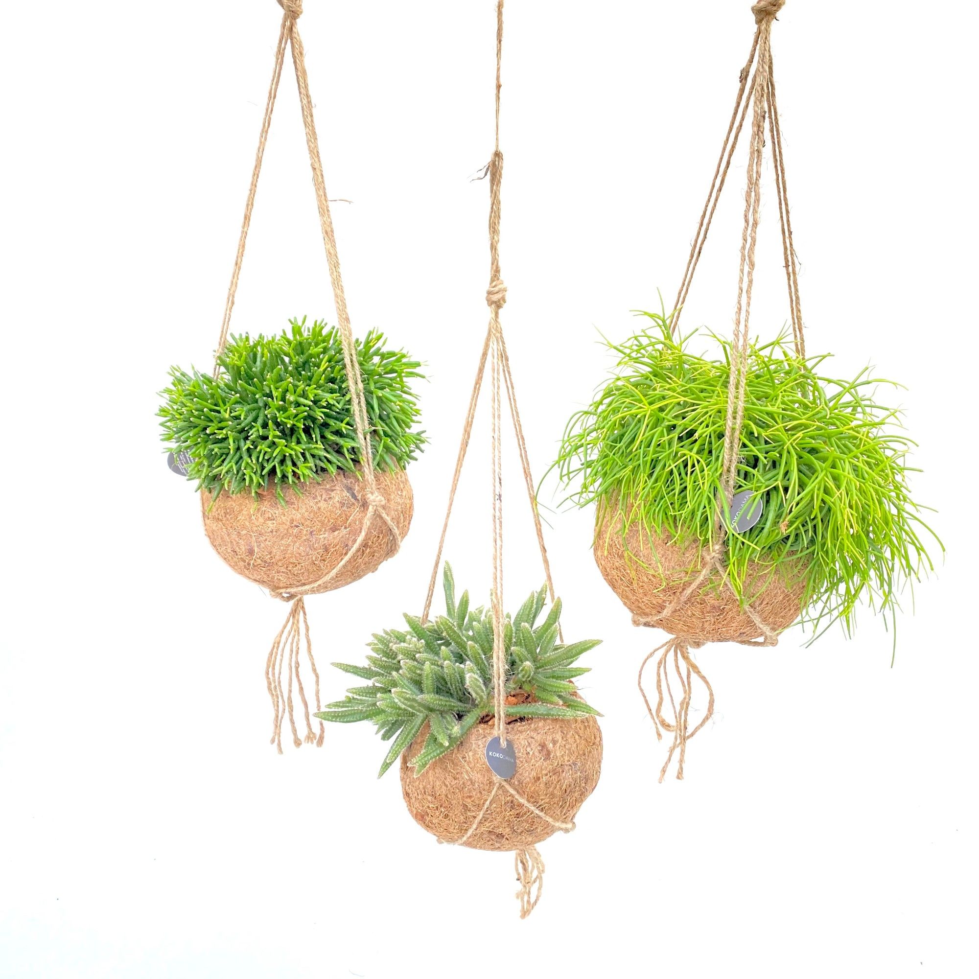 Rhipsalis Gemengd 15Ø 20cm
